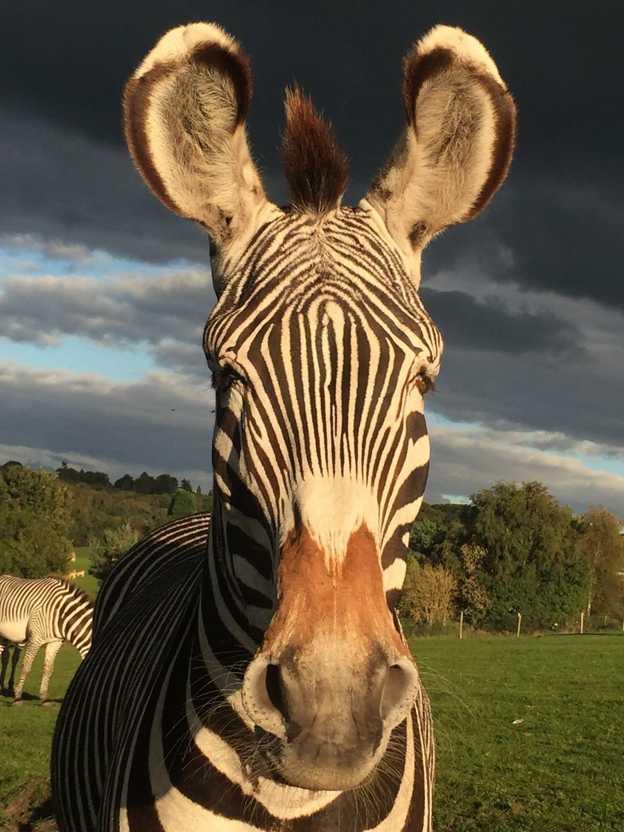 coopstor's tweet photo. Had such a lovely time @WestMidSafari with the family yesterday #familytime #fun #greatday https://t.co/CzeWdSBVc2