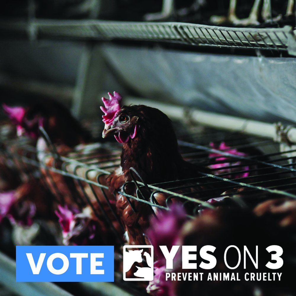 MercyForAnimals's tweet photo. In Massachusetts we have a chance to ABOLISH some of the cruelest factory farming practices. Learn more: https://t.co/9ffLDxVEwA #YesOn3 https://t.co/f51JrqVAJw