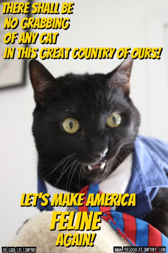 MsRachelOrr's tweet photo. Ziggy for #President! A candidate who stands for all cats and people!
Follow Ziggy's campaign on our mewsletter at https://t.co/m7yS1Gf7XW https://t.co/9bkSwrpqzO