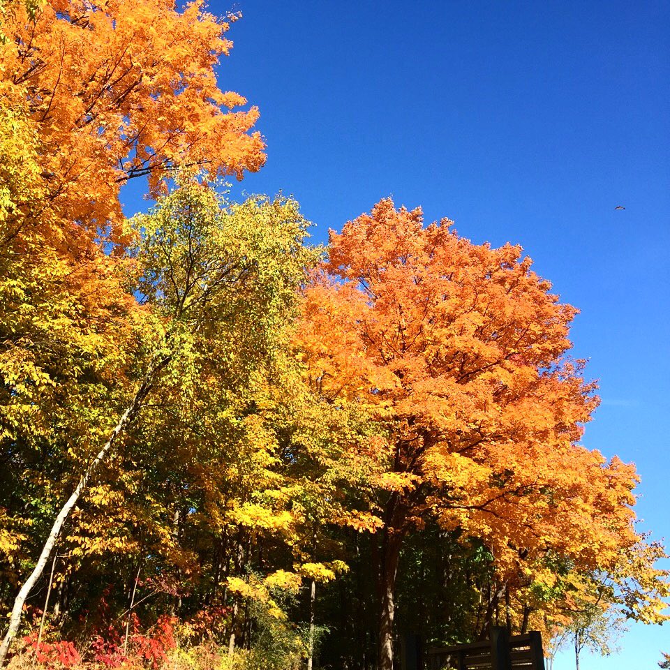 dylcasanova's tweet photo. Happy Canadian #Thanksgiving 🇨🇦 Lots of things to be grateful for ❤️ #Acting #RocknRoll #Family 🙏🏻🙌🏻 https://t.co/zUJX3Klmjw