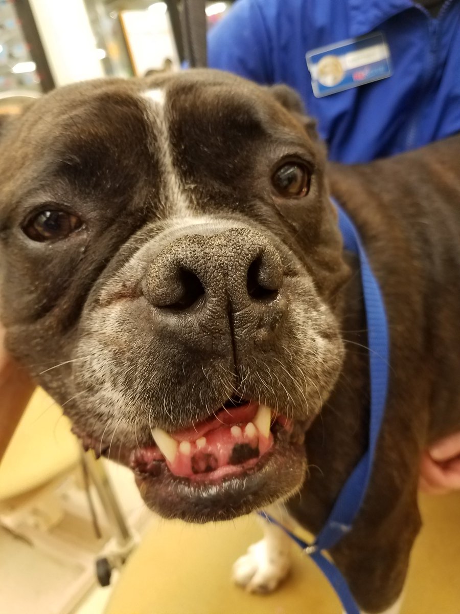 Petsmart1167 tweet media