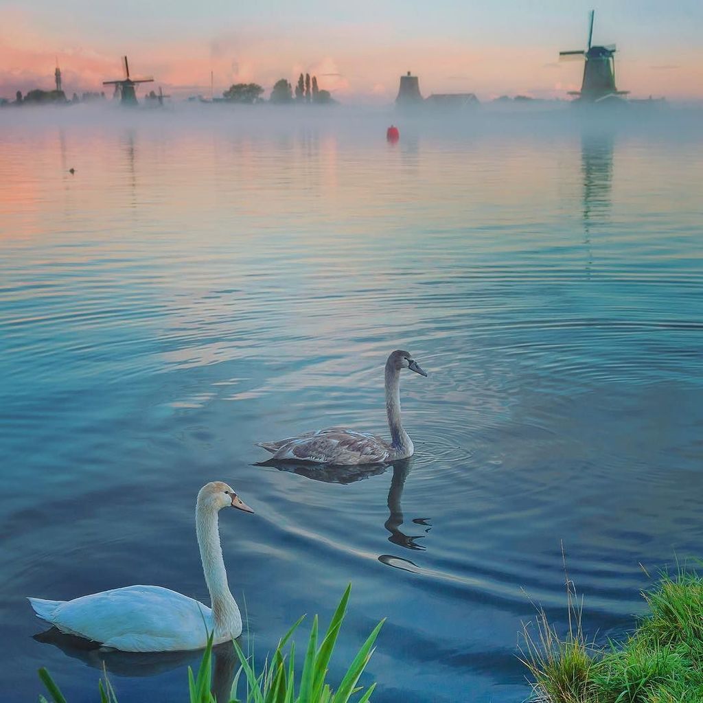 MoniqueAnrochte's tweet photo. Swanslake • #zaanseschans 
My entry for #whpseeingdouble https://t.co/IDtgSY54cs https://t.co/xuq9SdraLs