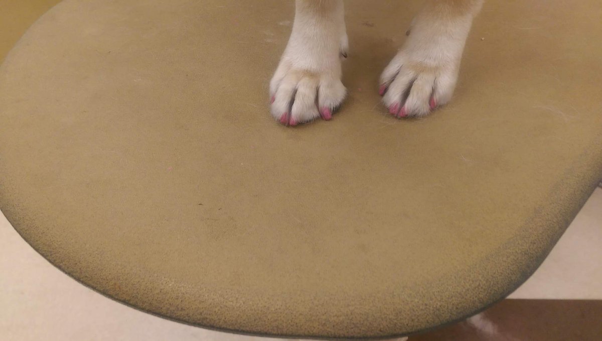 Petsmart1167 tweet media