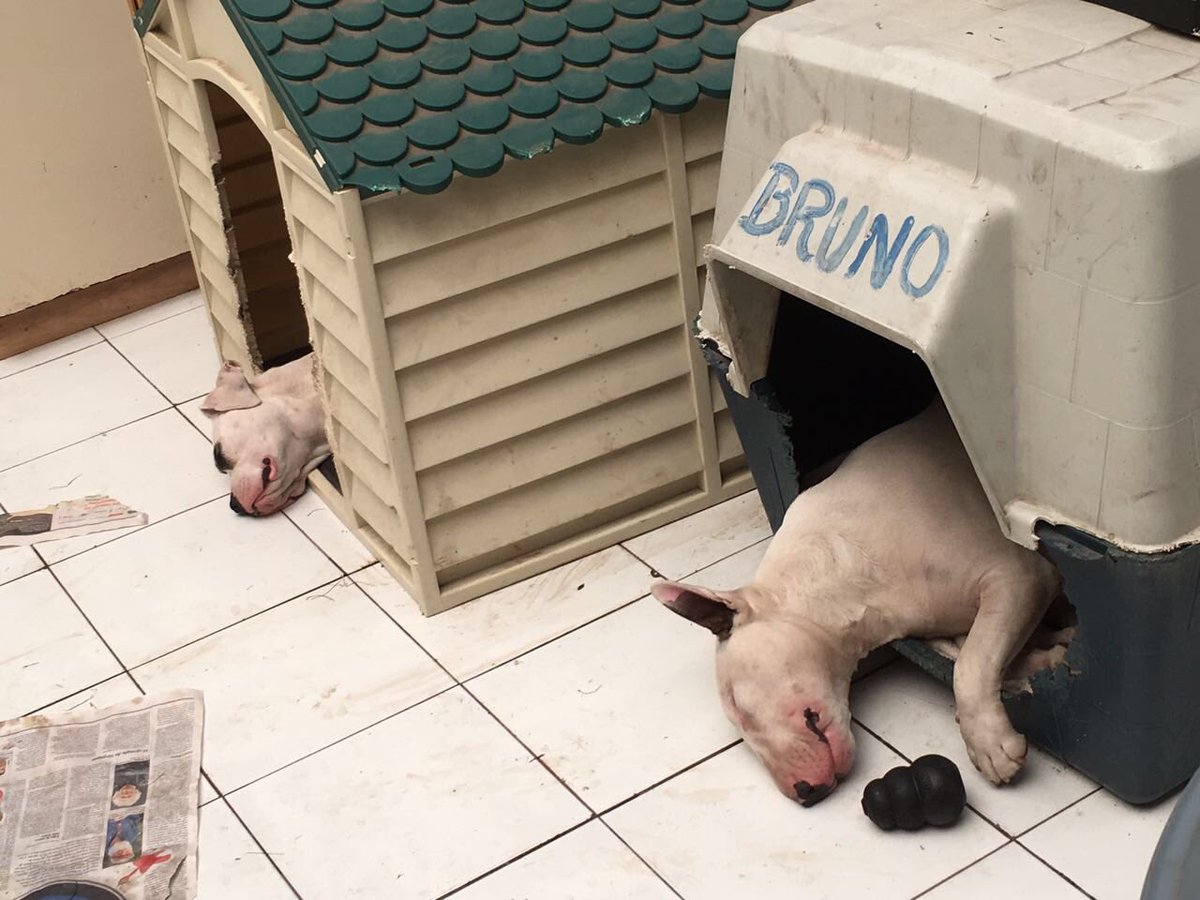 ilzaet's tweet photo. I miss them 😞🐶 #crux #zaet https://t.co/PmQLuCpvLh