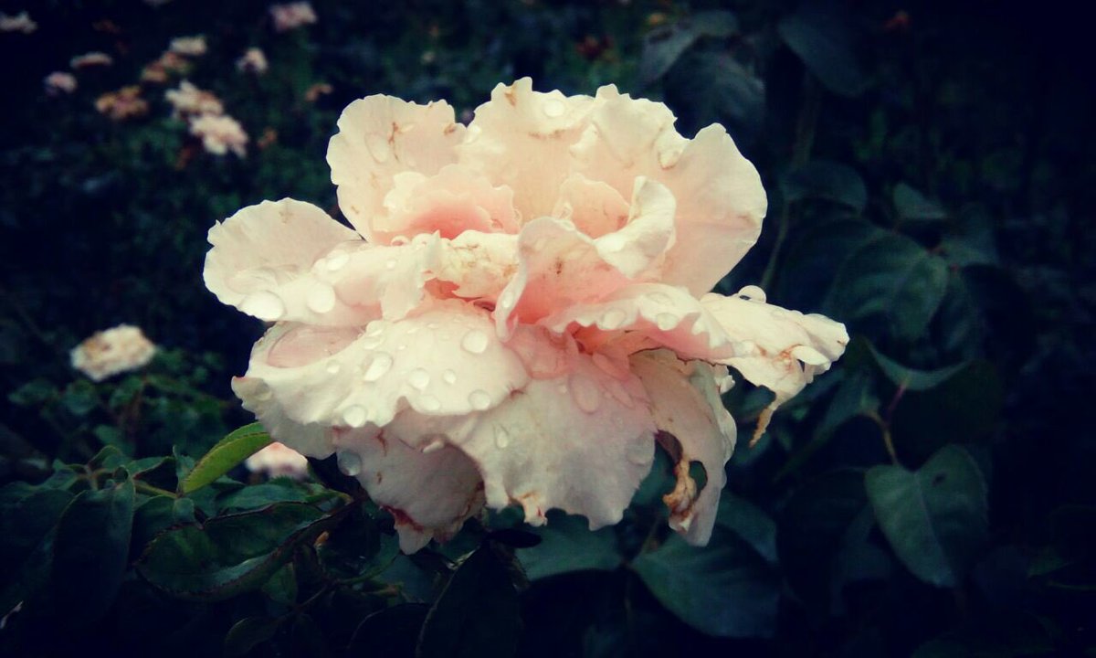 whimsical_chic's tweet photo. @Visionexpressin #SightToSmile raindrops on flowers https://t.co/w7jwXvQYVl