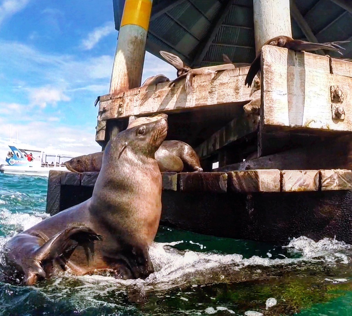 LiamB28's tweet photo. Aussie fur seal catching some rays, so majestic. #chill #australia #seal #travel https://t.co/QYNU2PYRmc