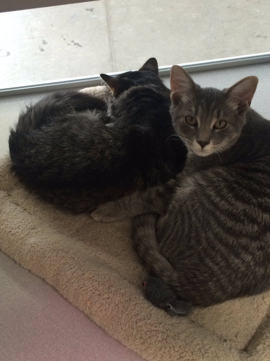 IC Animal Center tweet media