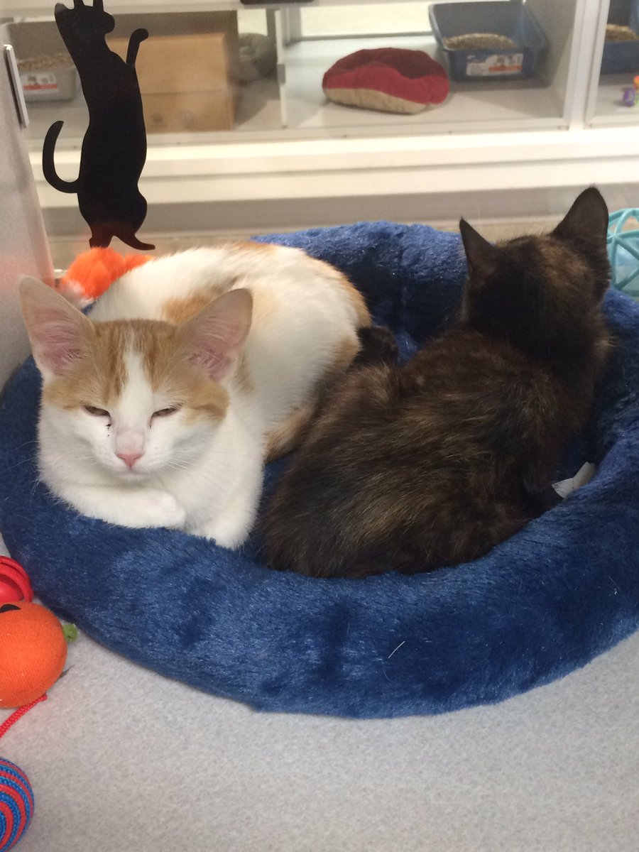 IC Animal Center tweet media