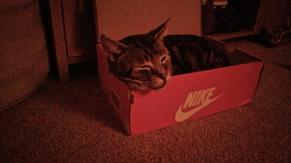 SarahDonne's tweet photo. New #Nike's for me.... New bed for kitty. 
Win win :-) https://t.co/iiRbnE7UxP