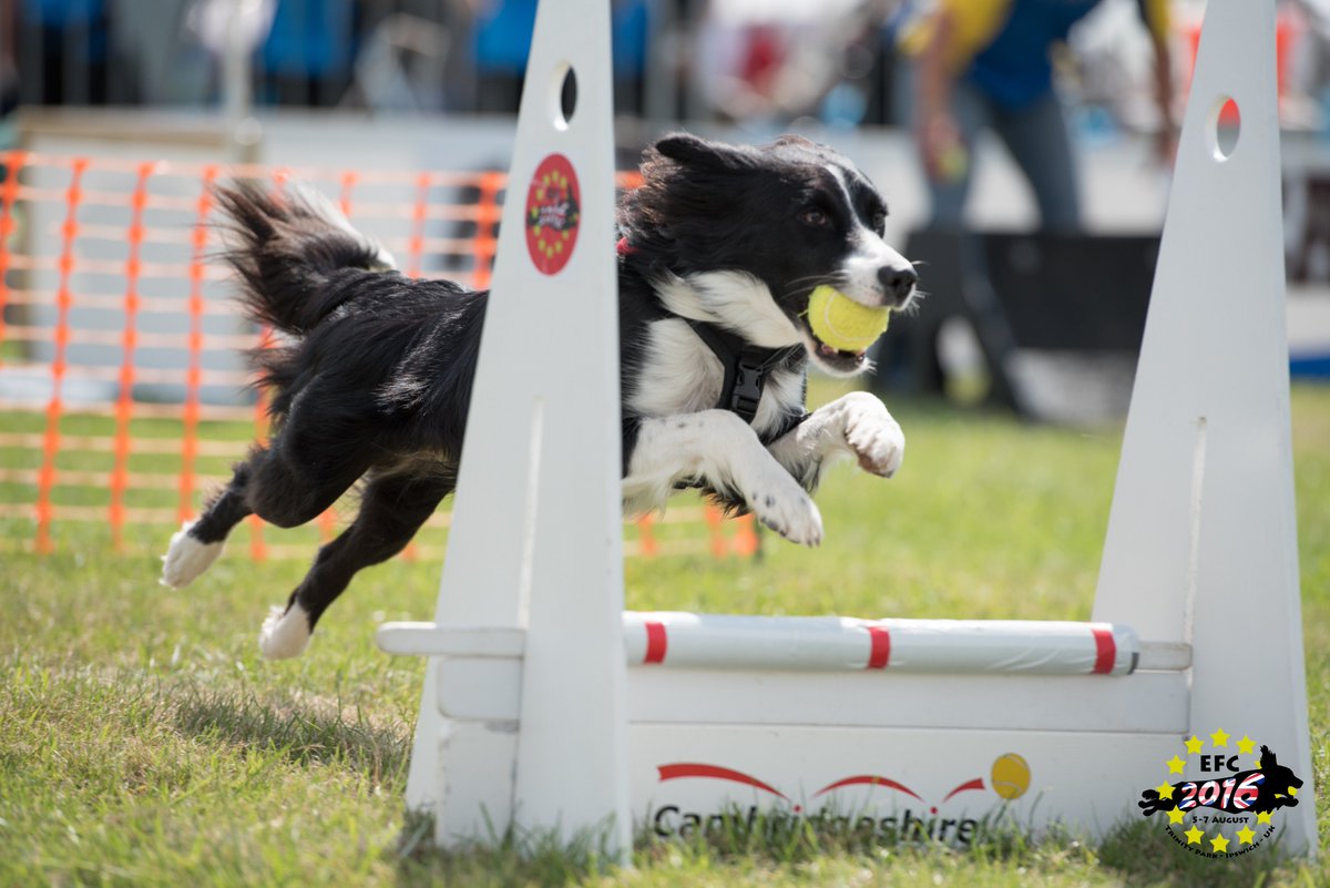 CambsFlyball's tweet photo. Congratulations to Tina &amp; Millie for gaining their Flyball Dog award (200 points) at the Chatham on 2nd Oct 2016. https://t.co/vq813pDJC8