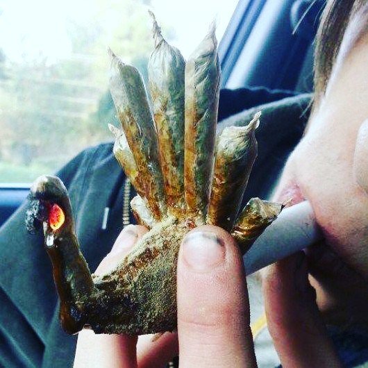mad420_'s tweet photo. Danksgiving Turkey! #mad420 #worldcannabis #Thanksgiving #turkey #GobbleGobble https://t.co/sPJ47aTUff