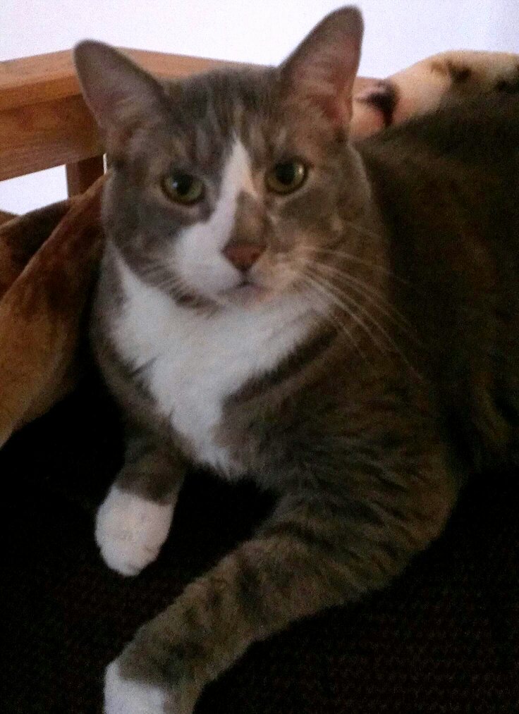 TAZZYdevil13's tweet photo. #kittyloafmonday #WorldMentalHealthDay #HelpUsSaveOurHome TYSM https://t.co/BQLK3NDzpJ #cats #fundraiser https://t.co/Gl2ZA1jfGh