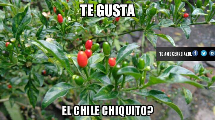 yoamocerroazul's tweet photo. #Yoamocerroazul
#Yoamomitierra
#HuastecaVercruzana
#Veracruz https://t.co/fdrb8D7YbO