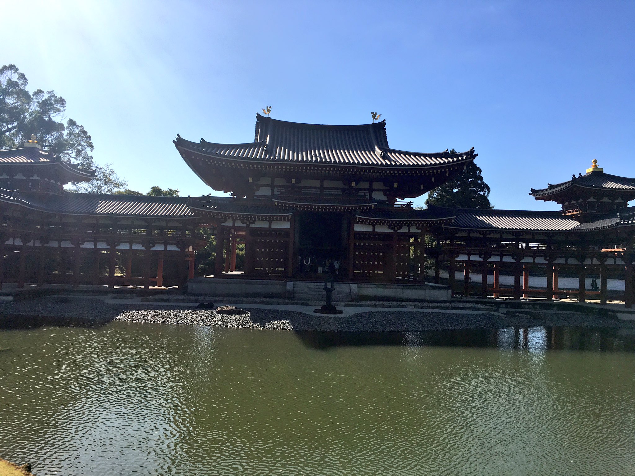 Mkタクシー En Twitter 京都情報 宇治の平等院 はばタン 不死鳥 を見てから鳳凰を見て違いが気になりました 不死鳥 フェニックス エジプト神話に登場 神話内の世界に最初に誕生した鳥がモデルとされる 鳳凰 中国の伝説の鳥 四神での名前は 朱雀 実在の鳥