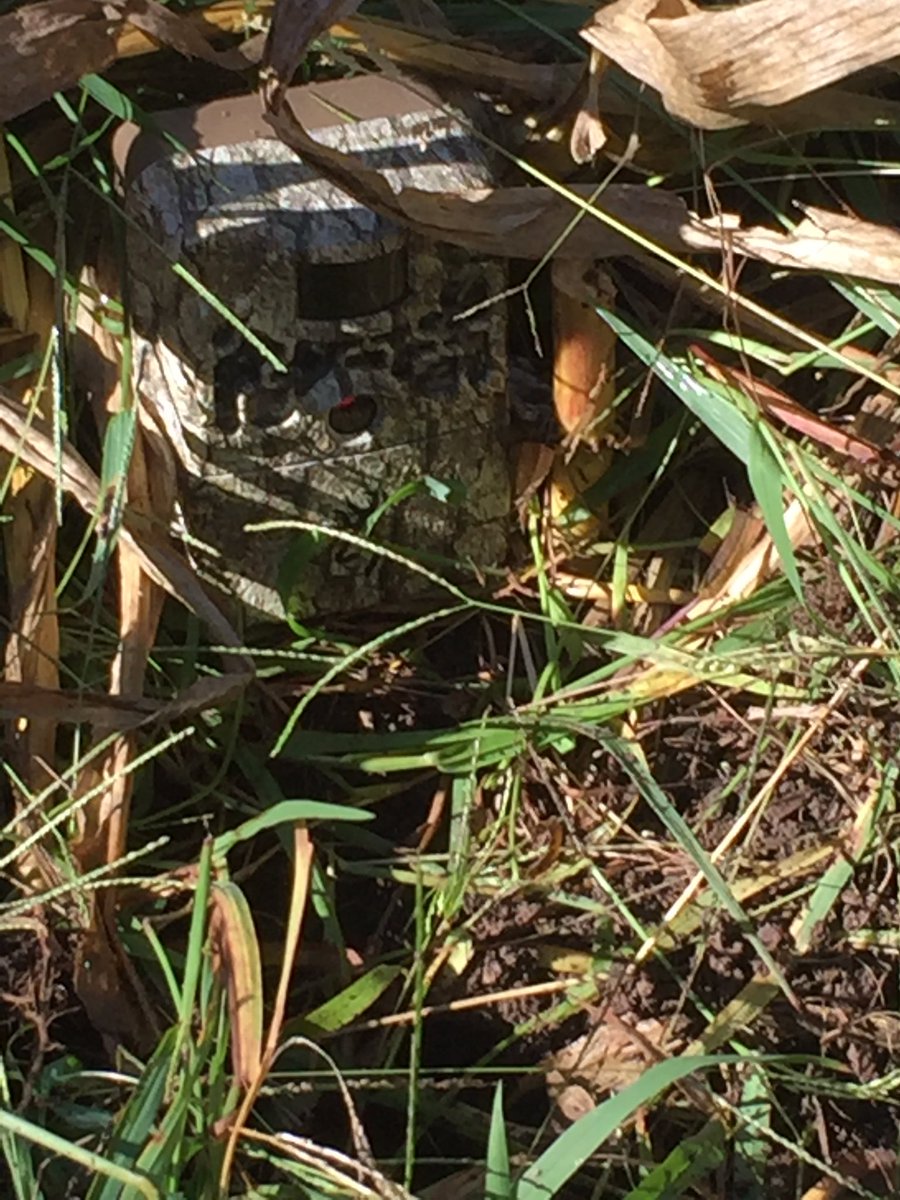 jtsdnixa's tweet photo. Inquiring students in @tharris1214 class want to know what animals are invading our garden? They are using a camera 24/7 to make changes. https://t.co/4gHTmLgkm2
