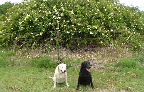 SWareHotDogs's tweet image. 🌳🌳🌳