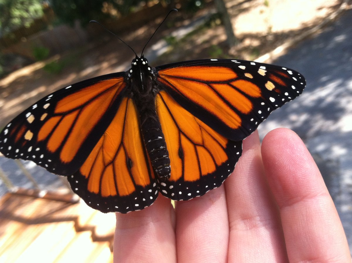 PRACAudubonMS's tweet photo. Monarch migration is underway on the Gulf Coast and we've been tagging butterflies - a great #citizenscience project. #MonarchWatch #SNU104 https://t.co/kSae95M7Fs