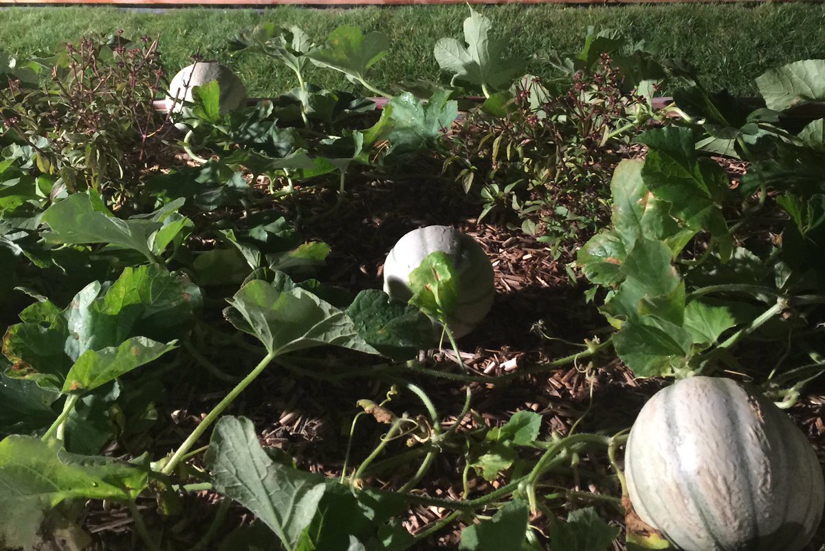 Avec ses concepteurs, découverte du potager du @pariscordonbleu : 800 m2 de plantations sur le toit du Campus #UnJardinSurLeToit #paris15