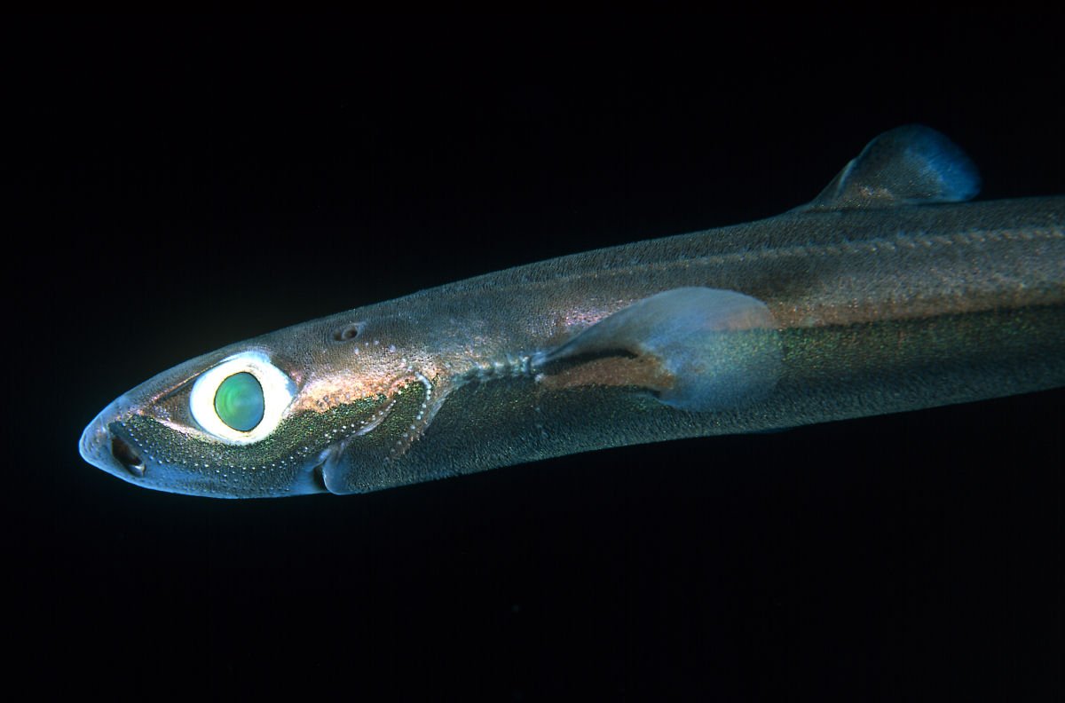 dwarf lantern shark 0.5 ounces dwarf lantern shark 0.5 ounces