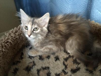Nashville Cat Rescue On Twitter My Name Is Savannah But I