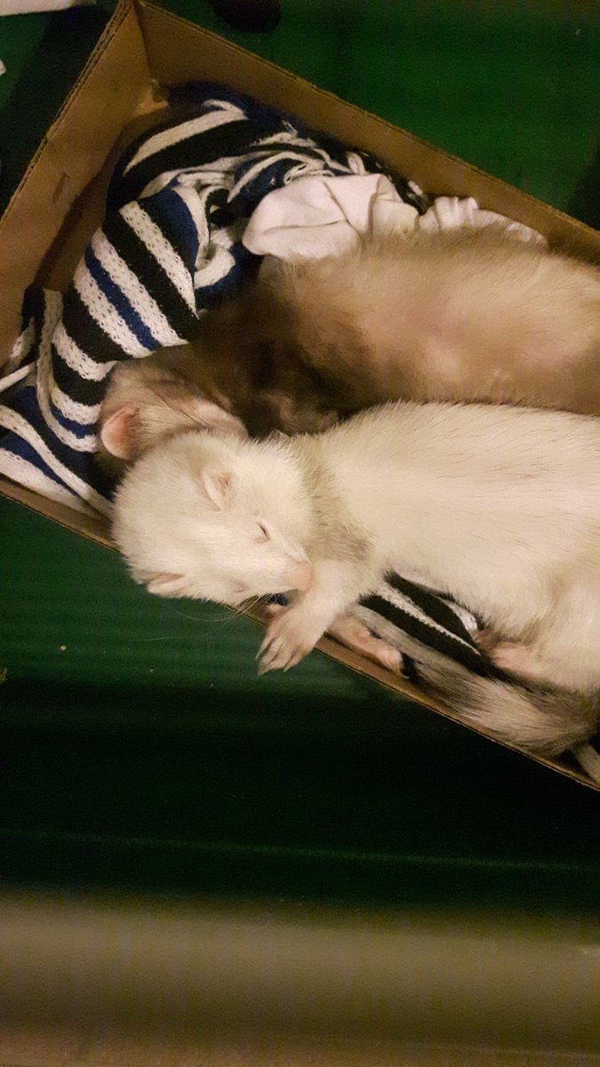 Megzw30's tweet photo. #ferrets #CutenessOverload https://t.co/Pij8IG8aAw