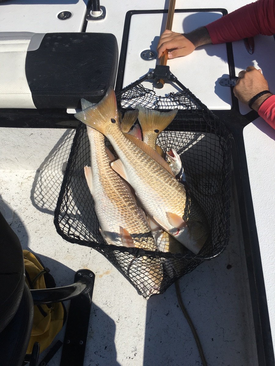 jeff_acosta44's tweet photo. Goldfish - Galveston Bay #lews #blazerbayboats #lagunarods #finsbraid #randysmarine #STBW #DSL #stinkypantsfishing https://t.co/vxHiYNCtYO