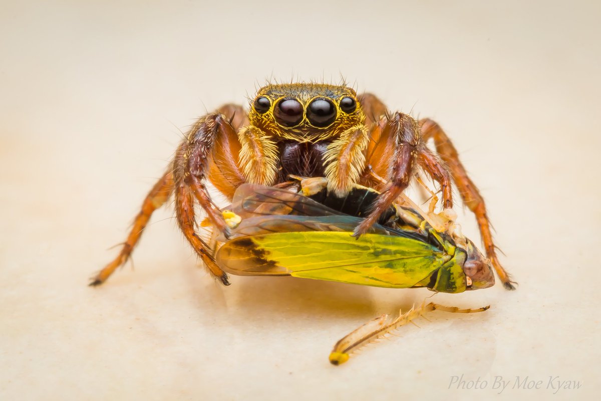 MoeKyaw26461206's tweet image. @MacroPhotoFun