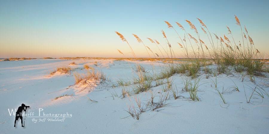 WaldorffPhoto's tweet photo. #waldorffphotography 📸

"Sunny Oats"

#EmeraldCoast of #Florida https://t.co/bpd9GLhRF6