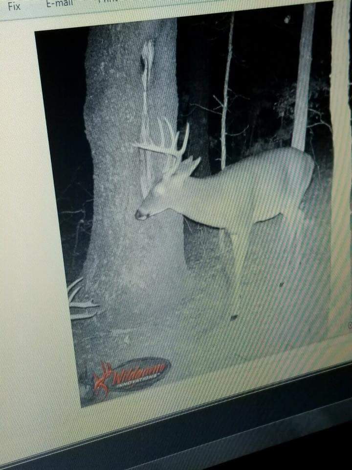 Deaddozen's tweet photo. We got twins, identical racks #bowhunting #buckfever #bowhunters #camo #bloodtrail #hunting #outdoors #modeer #deerseason2016 #dirtnap #deer https://t.co/aX3mkZ2cjd