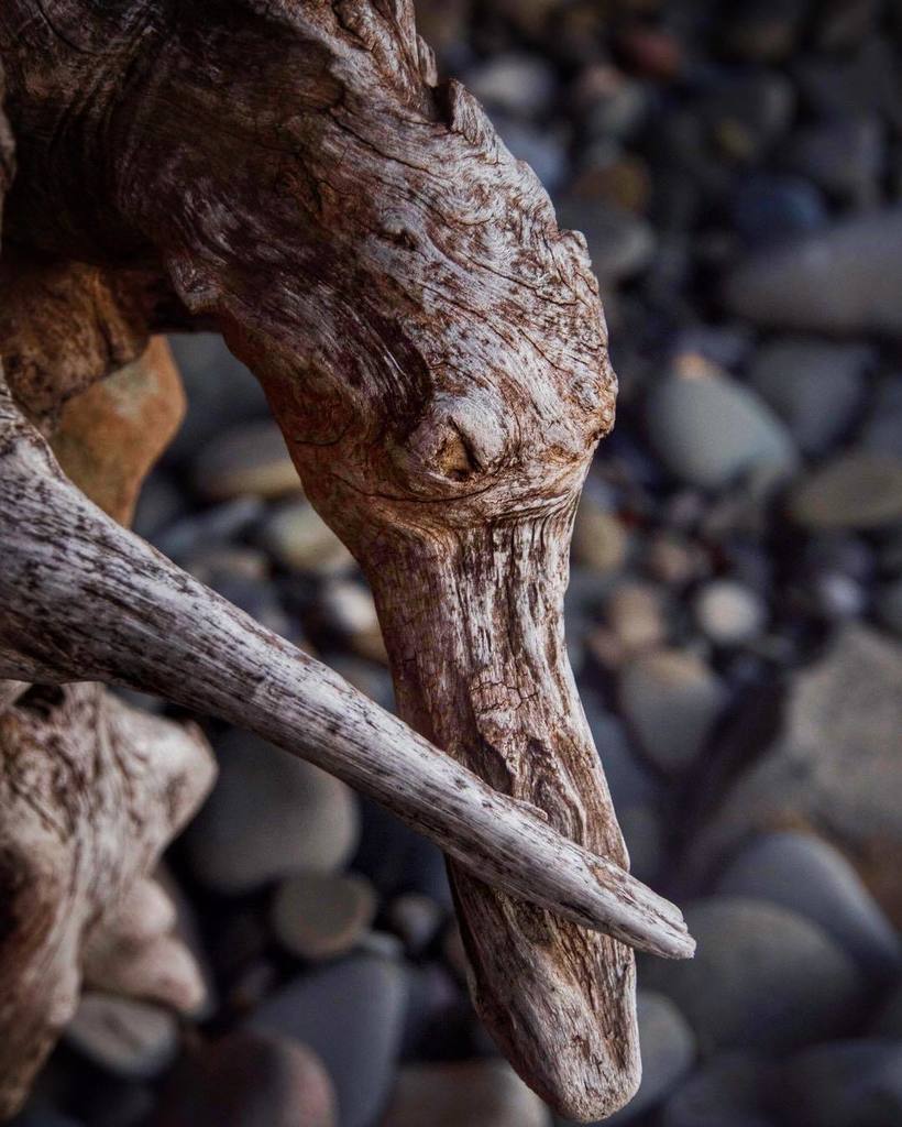 felixfsantistev's tweet photo. RT https://t.co/U2uCKMUeTY Driftwood Duck #mexicopoint #lakeontario #upstatenewyork #nature #naturephotography #n⦠https://t.co/p2SV835TLZ