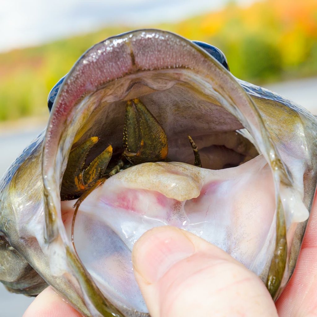 thefishinglife's tweet photo. #gorged https://t.co/IcXAbFElzP