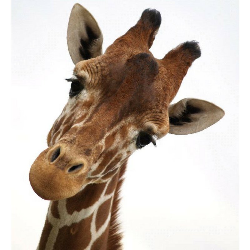 HunterLifeEd's tweet image. Really???  Your'e not taking part in #Ocsober??? 
Over 1,000,000 Aussie kids are impacted by the drinking of others! ocsober.com.au