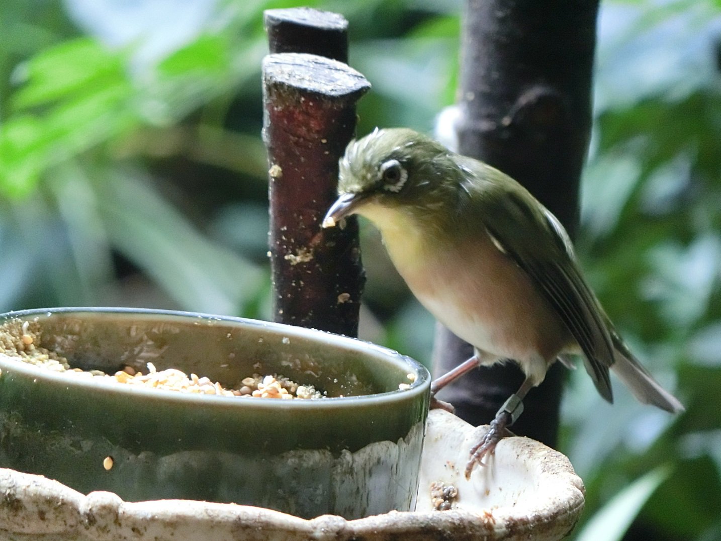 上野動物園 公式 エサを啄むこの鳥 なんて名前かわかりますか 答えは メジロ 目の周りの白いアイリングが特徴的です 東園 日本の鳥 で探してみてくださいね T Co Ckaosaitgz Twitter 上野動物園 公式 エサを啄むこの鳥 なんて名前かわかりますか 答えは メジロ 目の周りの白いアイリングが特徴的です 東園 日本の鳥 で探してみてくださいね T Co Ckaosaitgz Twitter
