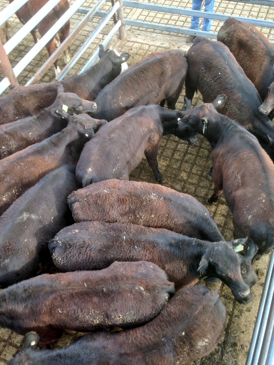 CrumpJAMcGregor's tweet photo. @JAMcGregorLSP @IRLX_Inverell steers from Bingara 239kg 428.2c $1,026
The heifers were 227kg made 395.2c $899 https://t.co/UtRY2o3jbC