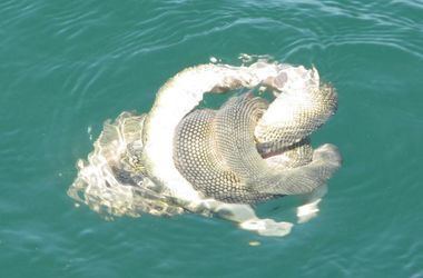Залей рыбу водой. Морские обитатели Персидского залива. Змея в воде. Аравийское море обитатели. Морские змеи Персидского залива.
