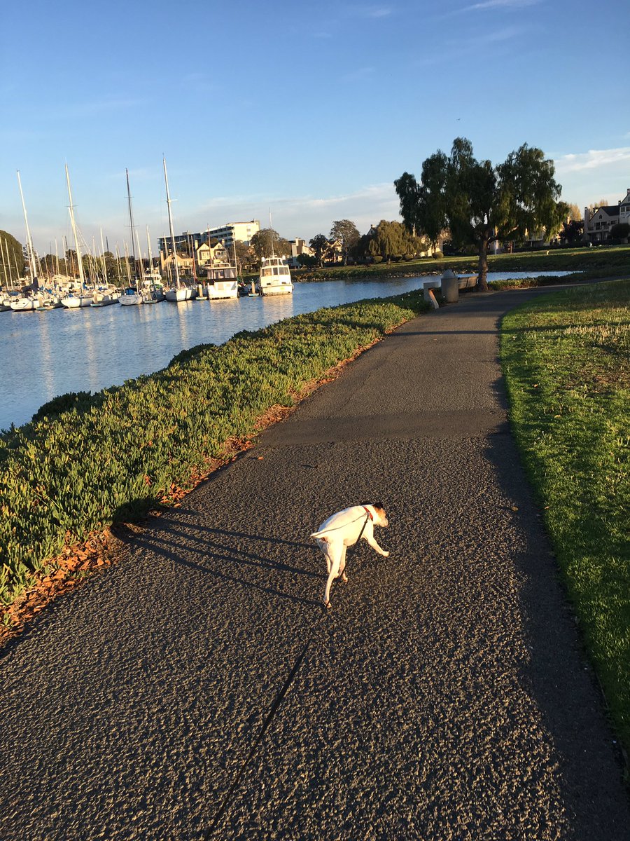 jill_culbertson's tweet photo. @AayOhhhh @Coach_DUBS @rhalski taking mine right now before digging back into the inbox! #dogsneedexercise https://t.co/qnookvaVWM