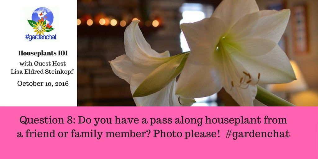 Question 8: Do you have a pass along houseplant from a friend or family member? Photo please!  #gardenchat https://t.co/3cxrlNdsDJ
