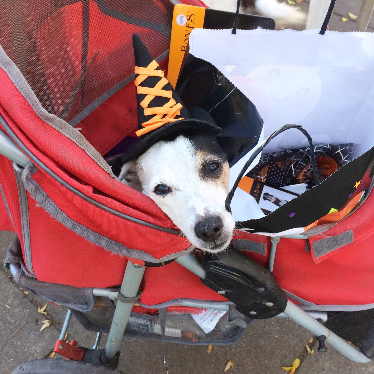 you have been visited by the spooky doggo 👻