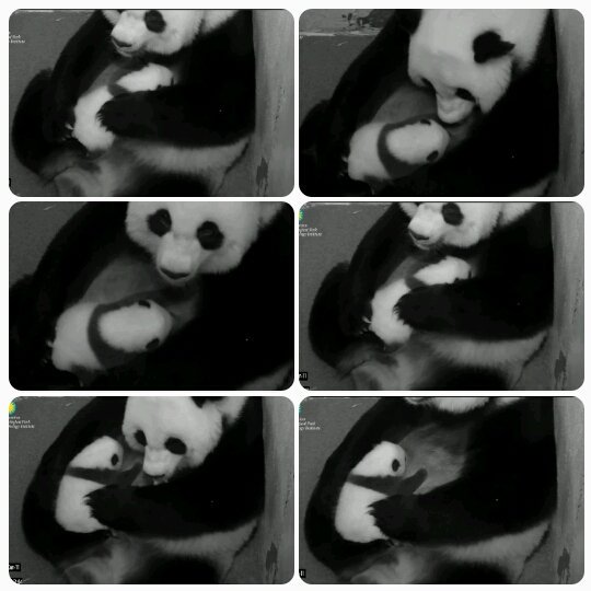 DCnativepanda's tweet photo. Still eating. #BeiBeisFirstYear October 10, 2015 @houseofcubs @MommyMei98 #pandastory https://t.co/eSoqTEq77W