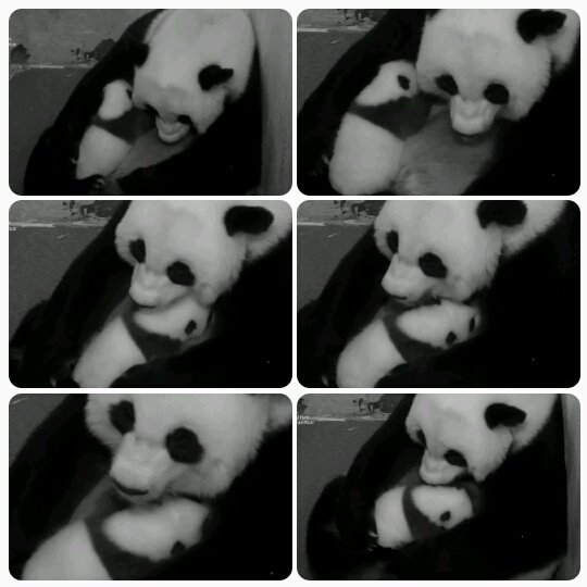 DCnativepanda's tweet photo. I'm a growing boy so I need to eat a lot. #BeiBeisFirstYear October 10, 2015 @houseofcubs @MommyMei98 #pandastory https://t.co/rkRb0F6rsc