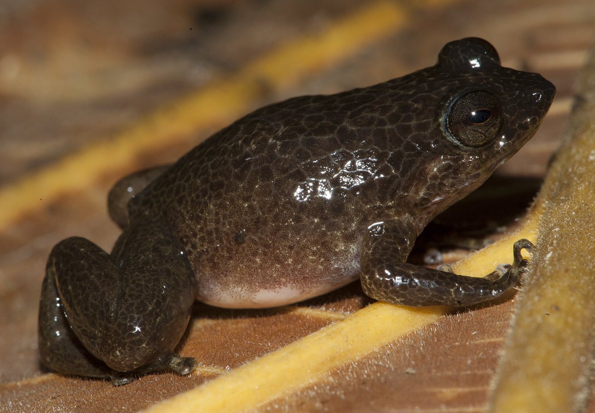 deborah_bower's tweet image. Can&apos;t wait to head back to Wau Creek research station in #PNG next month for #frog surveys in the forest #fieldflashback @jcu
