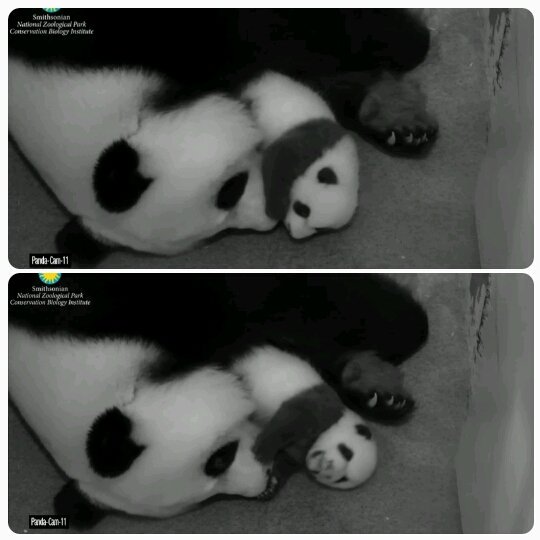DCnativepanda's tweet photo. Just checking out Mom's nose. She doesn't mind. #BeiBeisFirstYear October 10, 2015 @houseofcubs @MommyMei98 https://t.co/PfkZTyqNRc