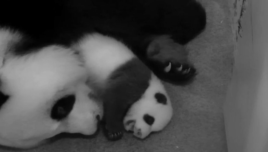 DCnativepanda's tweet photo. #BeiBeisFirstYear October 10, 2015 @houseofcubs @MommyMei98 #pandastory https://t.co/mI1zZJ6I5H