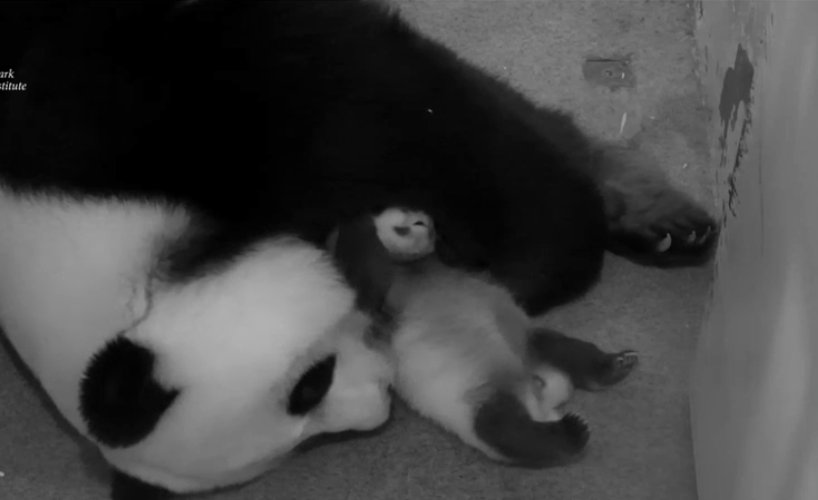 DCnativepanda's tweet photo. #BeiBeisFirstYear October 10, 2015 @houseofcubs @MommyMei98 #pandastory https://t.co/3binxRAwQs
