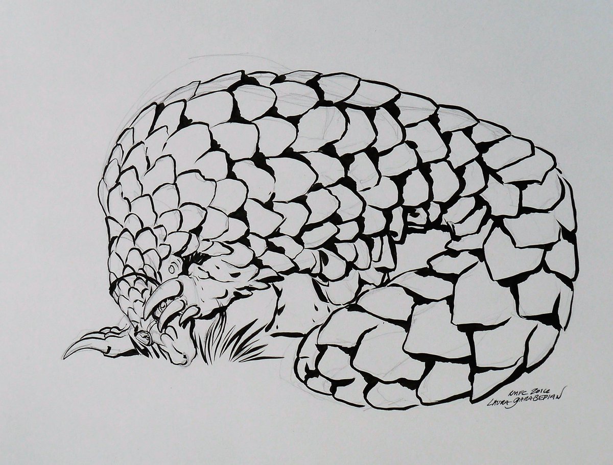 Latrosaurus's tweet photo. Wanting to curl up in a ball and wait until the threat of socilization is over... Awesome shy pangolin by @LauraGarabedian at #RMFC2016 :D https://t.co/haLelLyePq