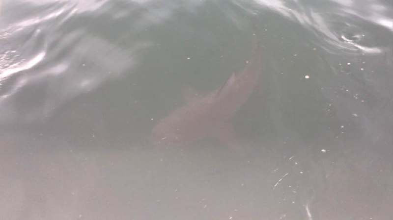 沖縄タイムス בטוויטר 北谷町サメ 世界一危険なオオメジロザメと断定 T Co Da4less9gd 遊泳禁止 泳がないで 頭の形のシルエット サメ 北谷町 話題 動物