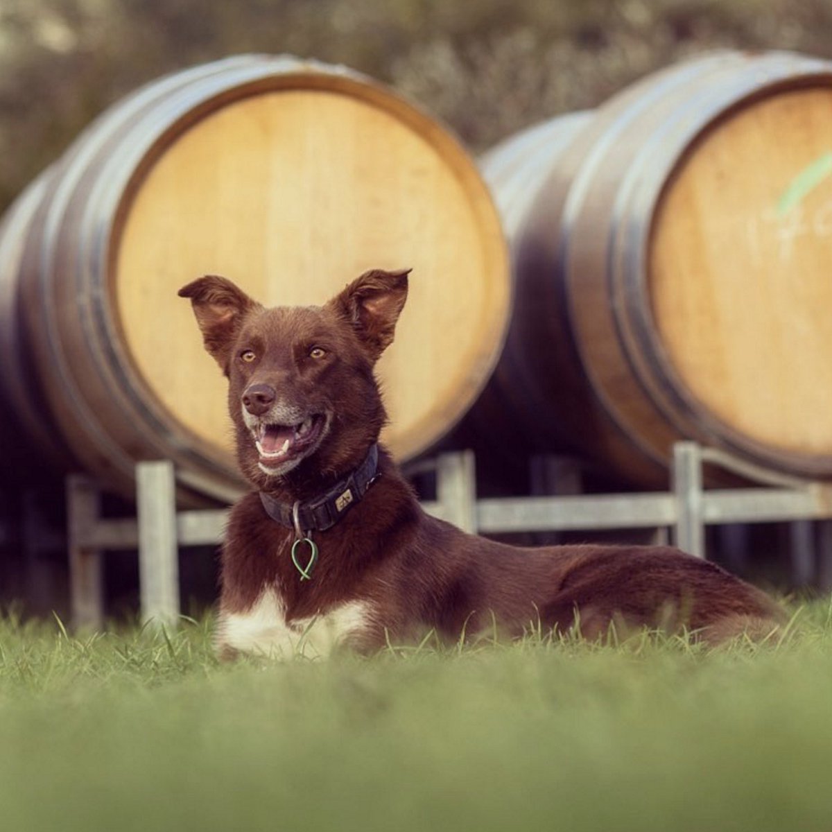 #winedogs of the #moutereartisans sitting proud at <a href="/MoutereHills/">Rusty</a> #reallyreallynicestuff