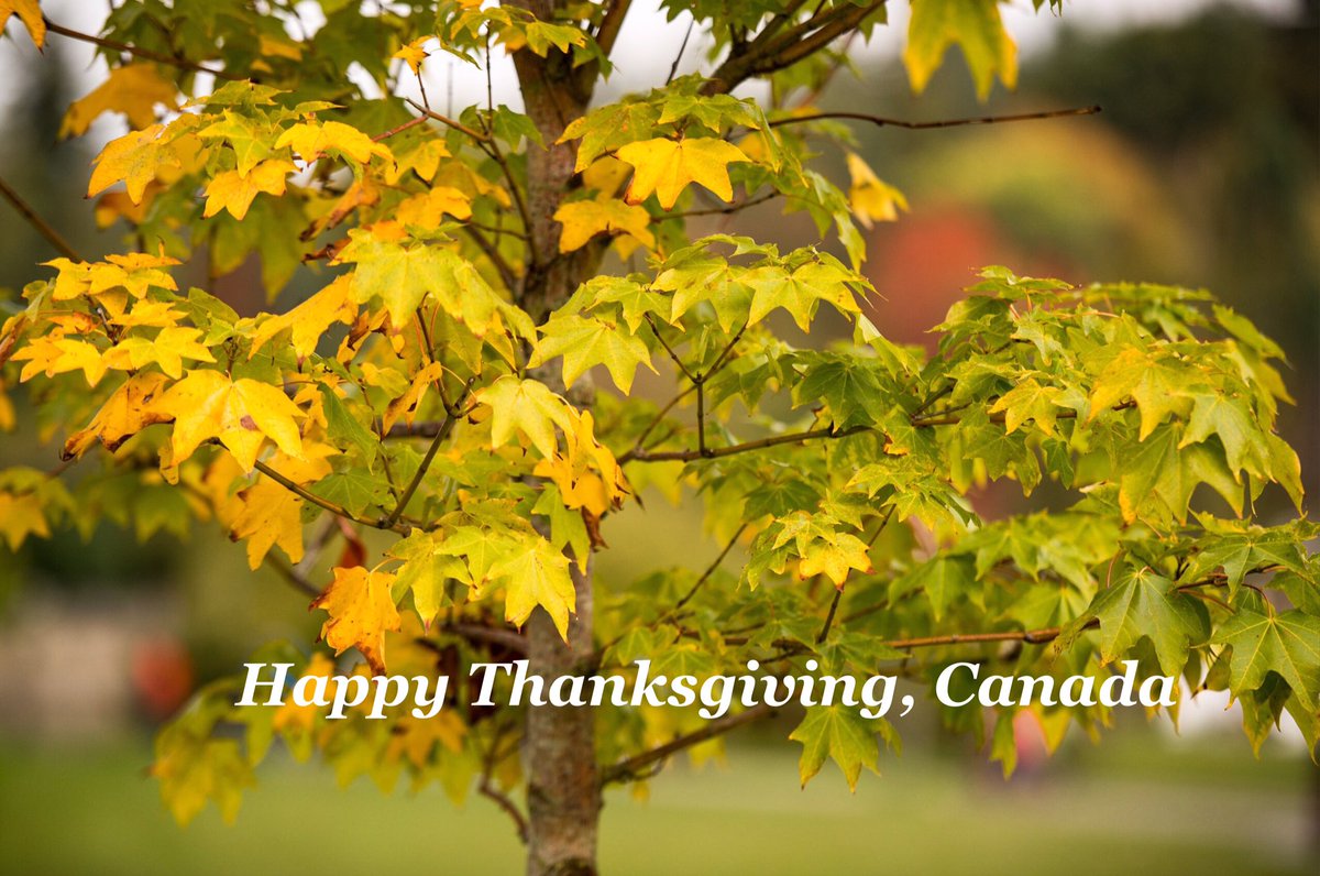 UBCDerm's tweet image. Happy Thanksgiving in Canada from the #WCD2015 tree @Derm2015 in Vancouver