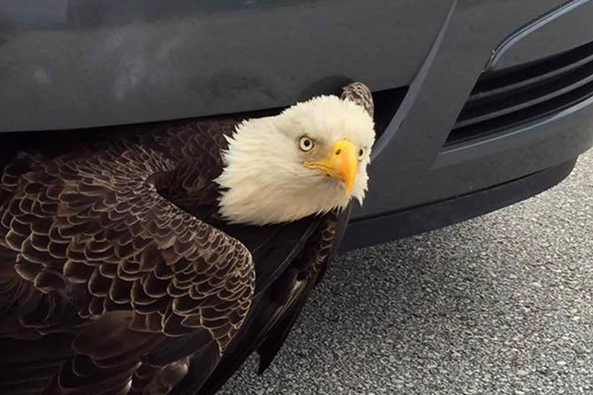 NBCNews's tweet photo. Eagle freed from car grill in Hurricane Matthew aftermath https://t.co/hOoOKXYFQn @NBCNewsPictures https://t.co/2Hjt2wlpGd
