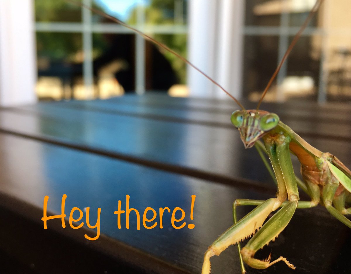 huntwithfred's tweet photo. #weirdbug #whatareyoulookingat https://t.co/6wIPLkN2Xd